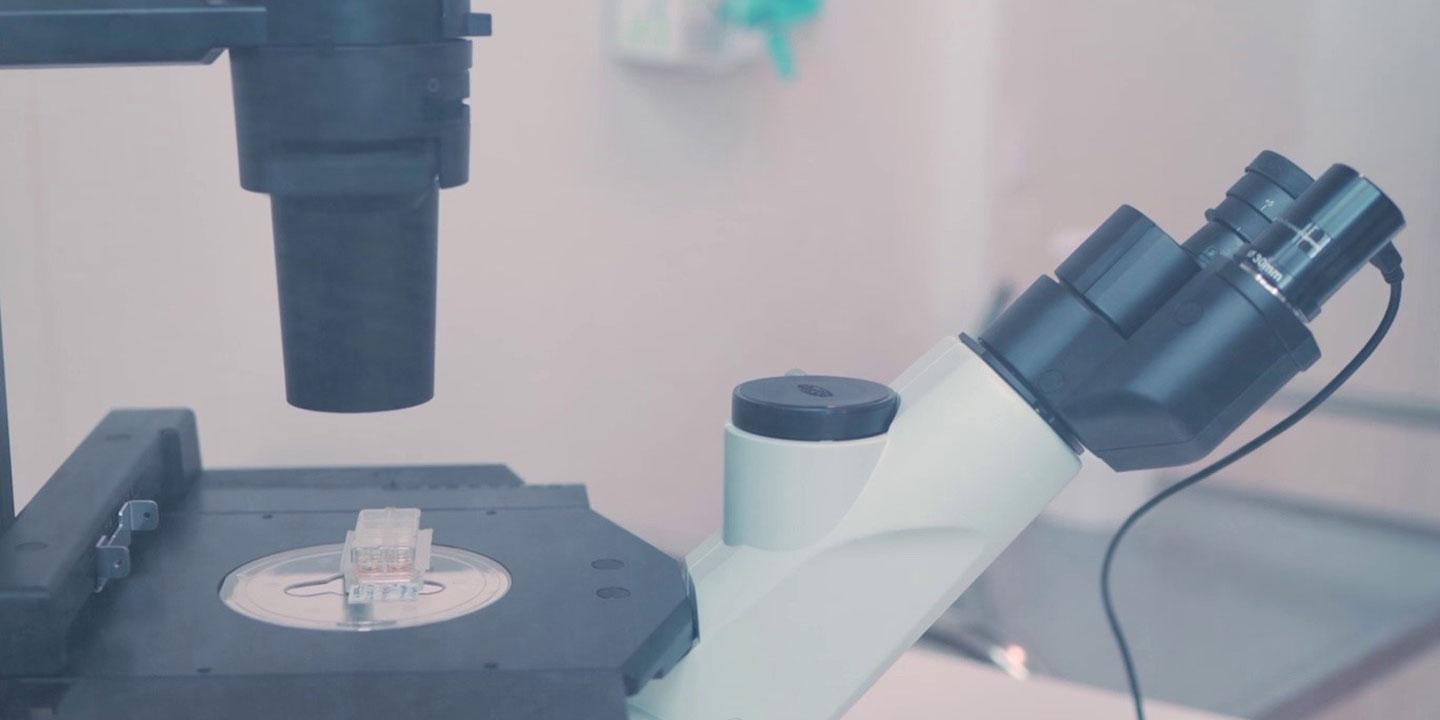 Vaskuläre Zellen liegen zur Beobachtung unter dem Mikroskop bereit. (Bild: © Universität Bern und sitem-insel AG)