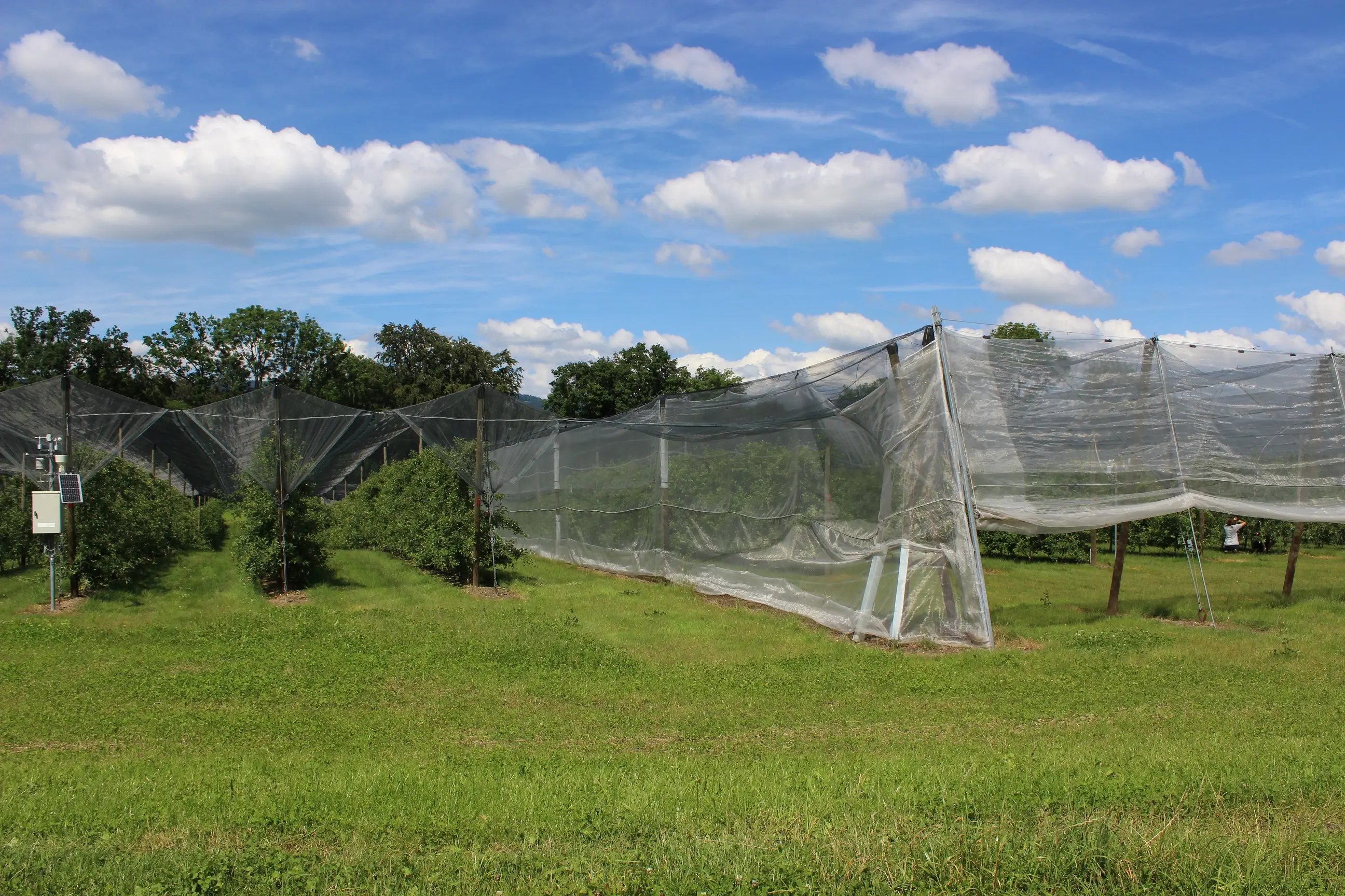 La combinaison de protections contre la grêle et contre les insectes peut réduire l’utilisation d’insecticides