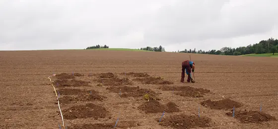 Field experiment with mycorrhiza inoculations