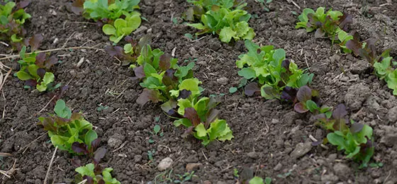 Parterre de jeunes salades dans un jardin