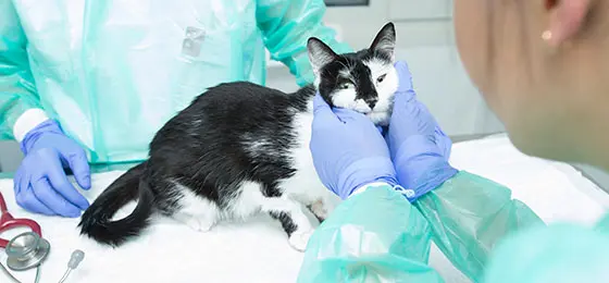 Auch Katzen sollten Antibiotika nur dann erhalten, wenn es wirklich nötig ist. Bild: Vetsuisse-Fakultät, UZH