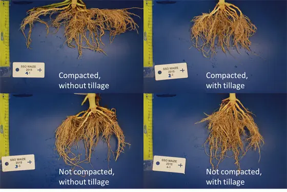 Effekt der Bodenverdichtung und -bearbeitung auf die Wurzelsystemarchitektur von ausgewachsenem Mais.